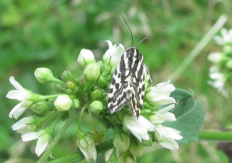 Emmelia trabealis?